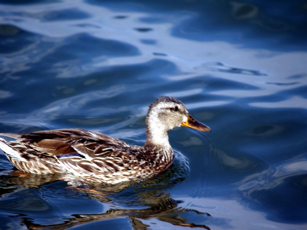 Female Mallard duck visiter