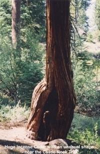 Incense Cedar on the trail