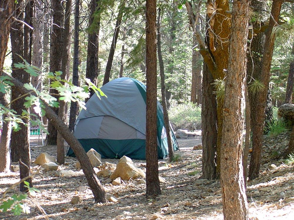 Tent site at Pineknot