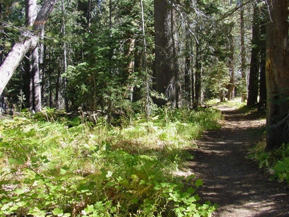 siberia ck no 25 425