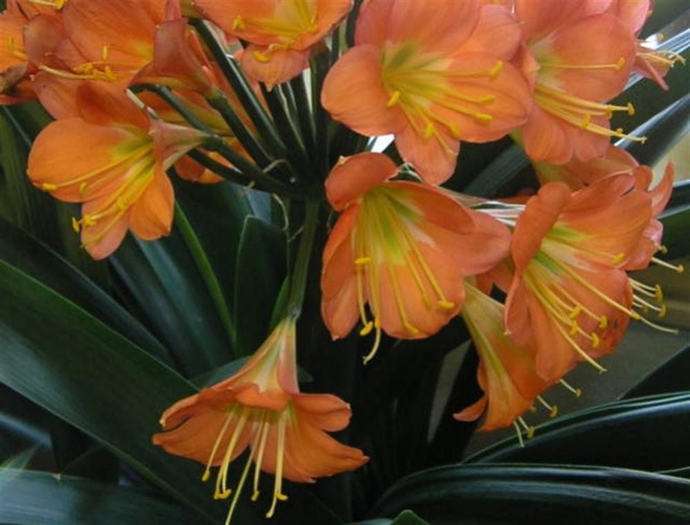 The Little Green House Florist 1