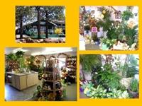 The Little Green House Florist 2