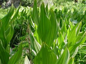 The Corn Lily is found in moist area in the forest in Big Bear 