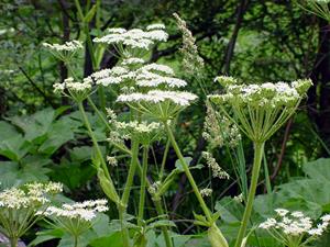 Cow Parsnip found in the San Bernardino mountains