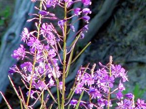 Fireweed makes a spectacular display in the forest south of Big Bear