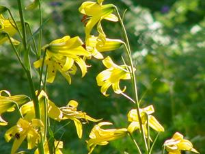 The tall Lemon Lily is found in moist areas of the forest