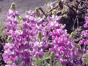 The beautiful Lupine is found all over the Big Bear area