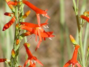 The Penstemon is found all over the mountains