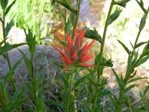 Indian Paintbrush on the trail to the Champion Lodgepole Pine