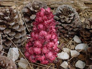 The Snowplant is very unique and is a rare sight around Big Bear