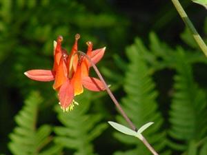 Wild Columbine grows in moist areas in the forest