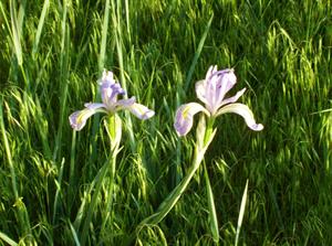 Wild Iris in a meadow just west of the Timberline Lodge