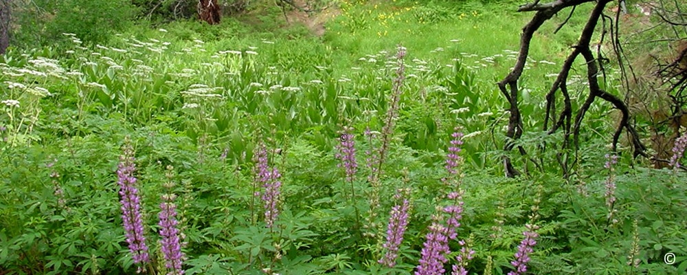 Wildflowers off 2N10 Big Bear Lake