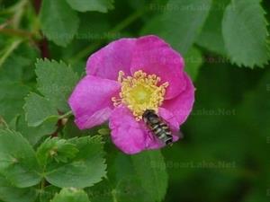 Wild Roses are found in the Big Bear area