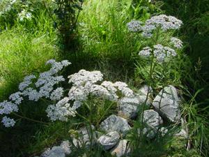 Yarrow is found throughout the mountains