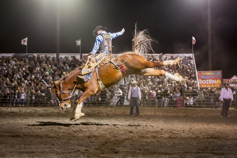 2014 Bucking Horse Final Version June 2014