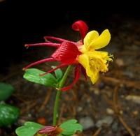 Columbine[1]