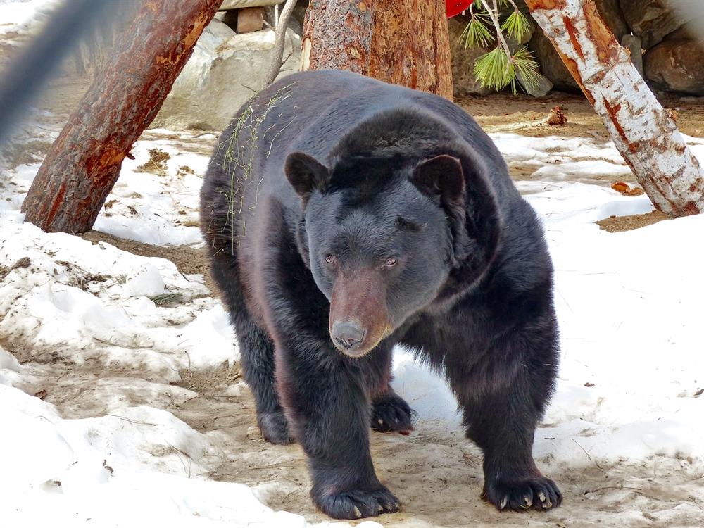 Pooh_Bear_(bill_young)_12.2014c[1]