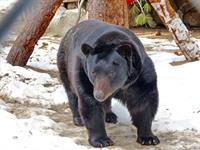 Pooh_Bear_(bill_young)_12.2014c[1]