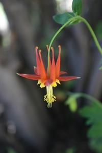 Red_Columbine_1[1]