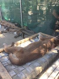 ZOO Mt Lions