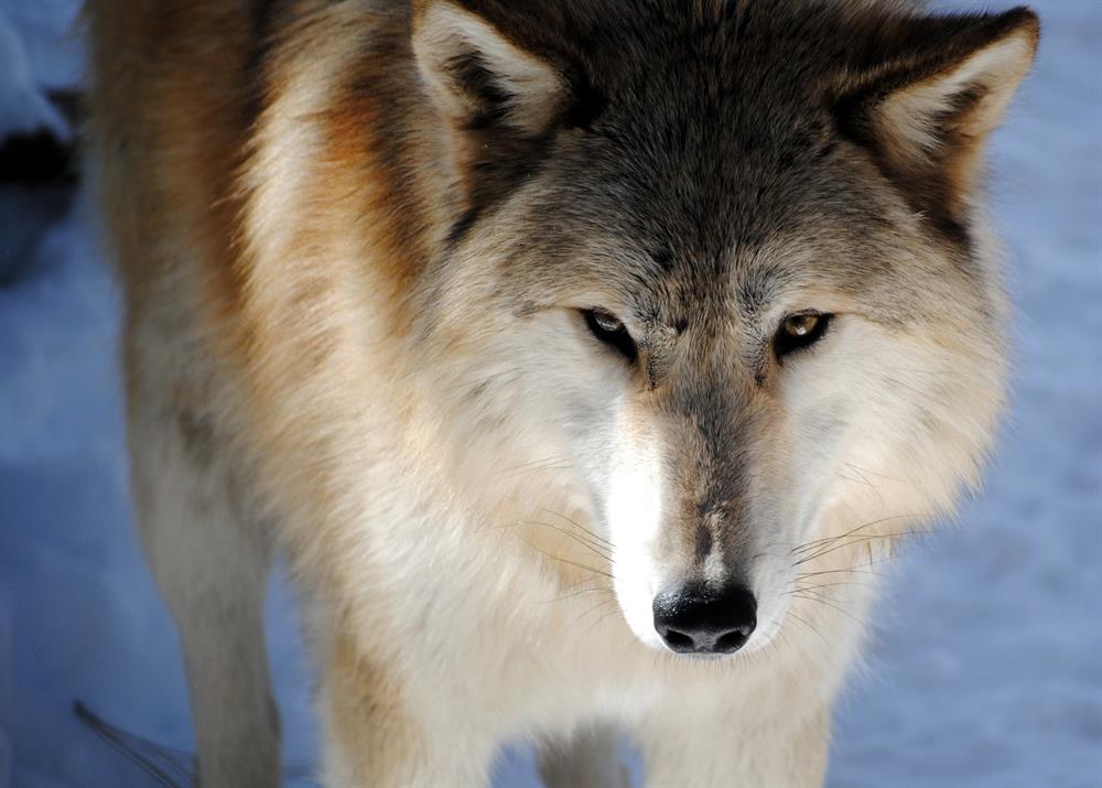 ZOO WOLF Bayou Shauna Crane 2015