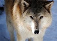 ZOO WOLF Bayou Shauna Crane 2015