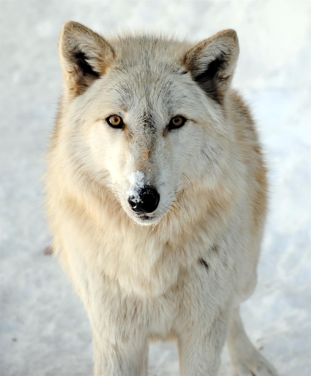 ZOO WOLF Logan Shauna Crane 2015
