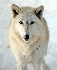 ZOO WOLF Logan Shauna Crane 2015