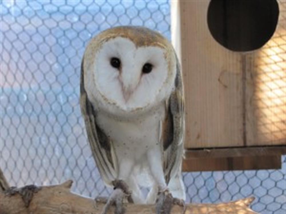 ZOO barn_owl