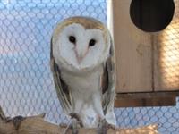 ZOO barn_owl