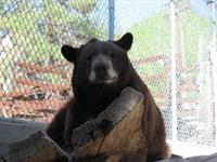 BB Alpine bear by Friends-Zoo 2015