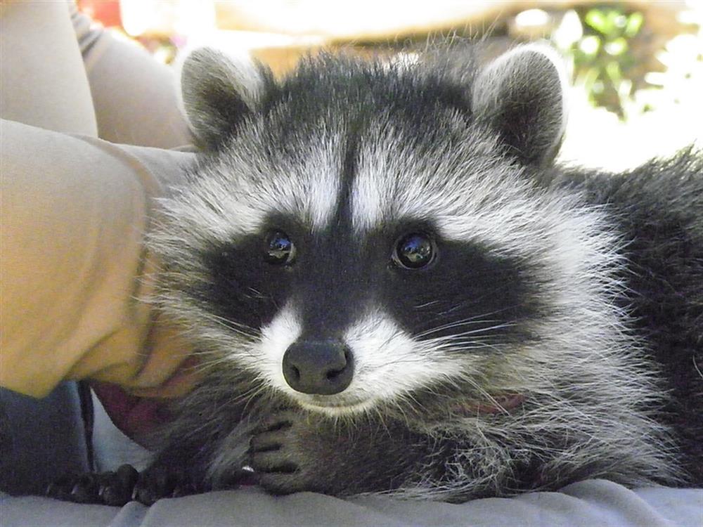 Baby raccoons 100_1629_resize