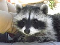 Baby raccoons 100_1629_resize