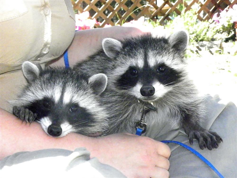 Baby raccoons 100_1642_resize