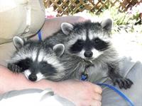 Baby raccoons 100_1642_resize
