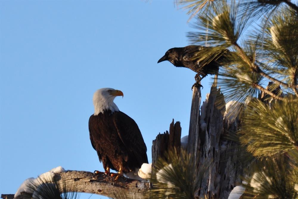 Bald Eagle DannyEnger 02-2013
