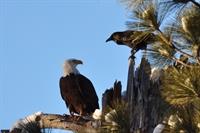 Bald Eagle DannyEnger 02-2013