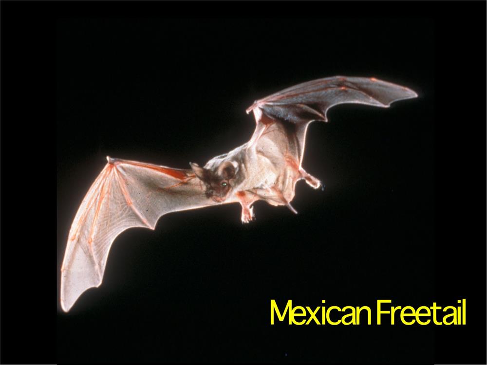 Bat Mexican