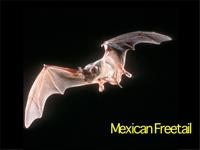 Bat Mexican(1)