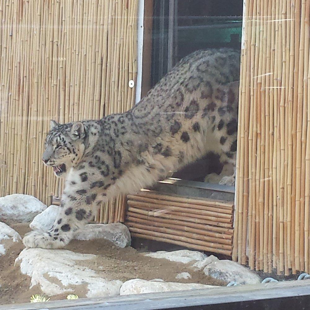ZOO Snow Leopard