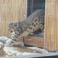 ZOO Snow Leopard(1)