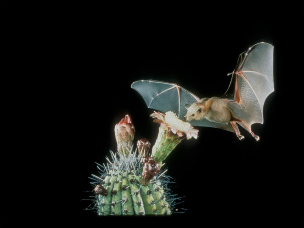 bat2p