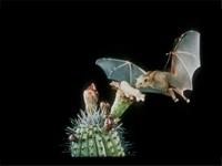 bat2p(1)