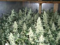 Cannibus plants(1)