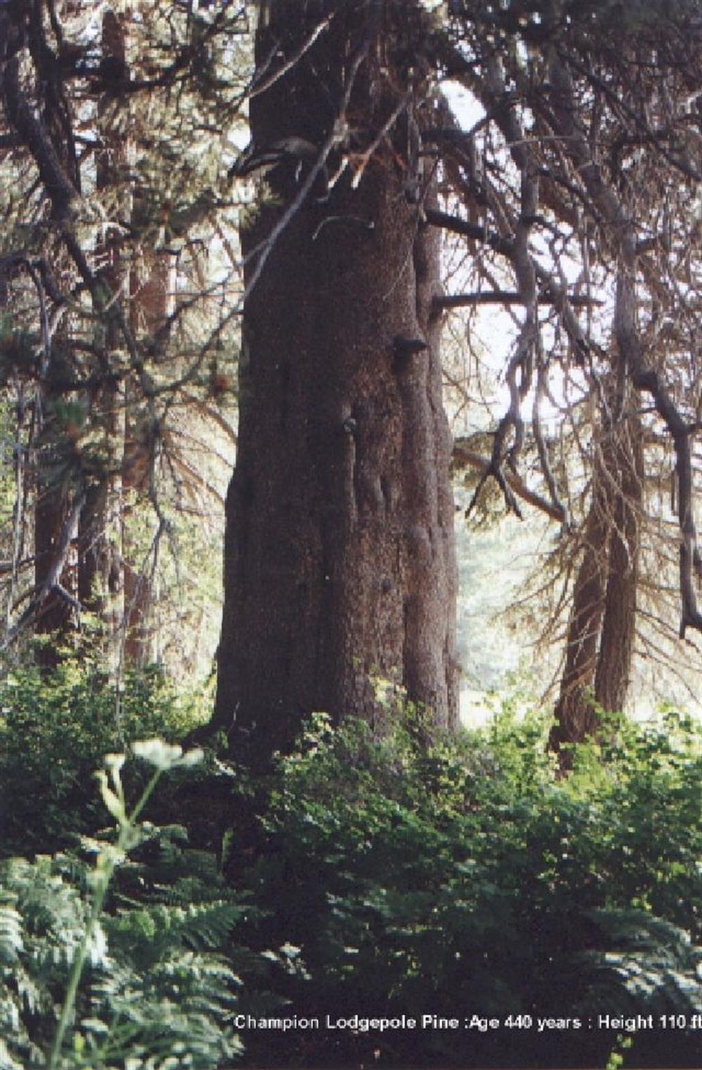 Champion Logdepole in the 1990's