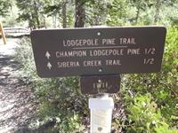 Champion Lodgepole Pine