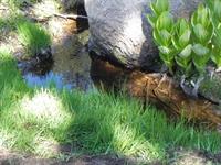 Little stream