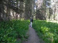 Visitor looking  at the Champion Lodgepole