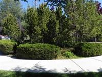 Pathway Rotary Pine Knot Park
